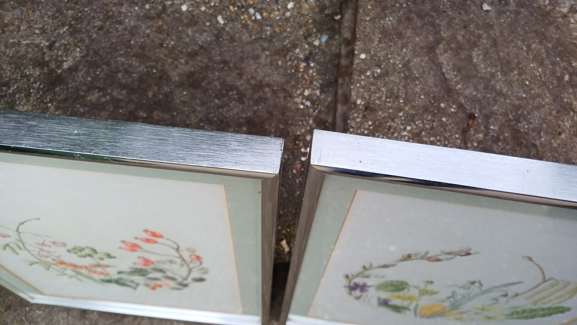 Fauna and Flora Detailed drawings/paintings - pair - exceptional fine line drawings with watercolour finish - 26cm x 33cm each