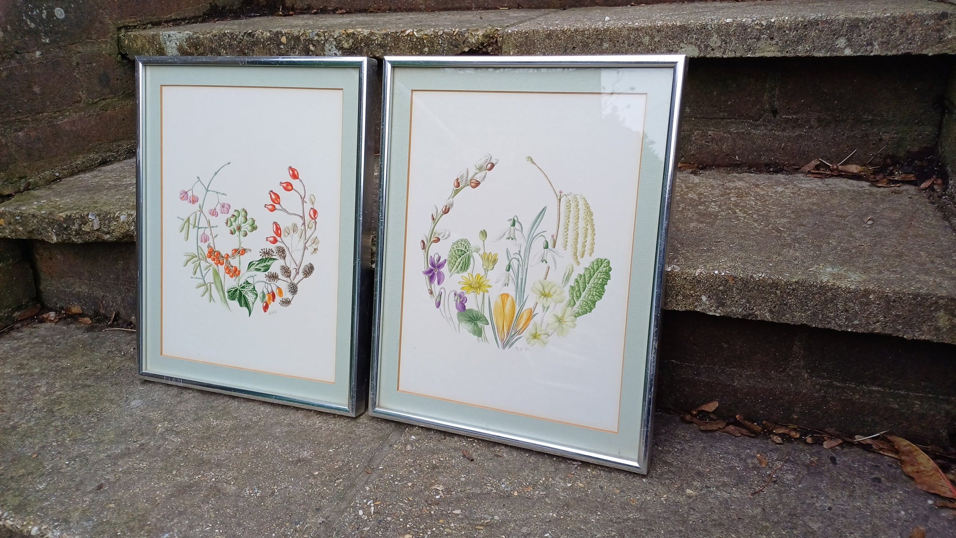 Fauna and Flora Detailed drawings/paintings - pair - exceptional fine line drawings with watercolour finish - 26cm x 33cm each