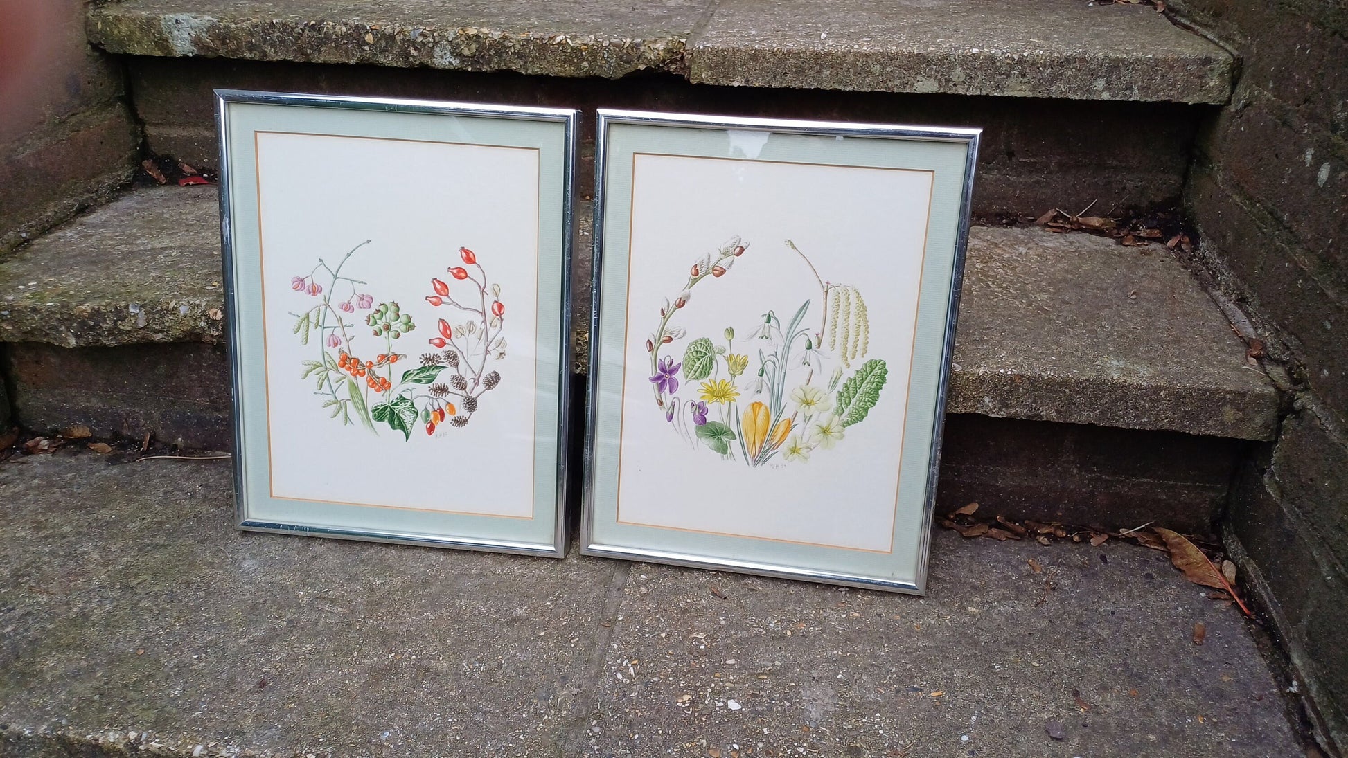 Fauna and Flora Detailed drawings/paintings - pair - exceptional fine line drawings with watercolour finish - 26cm x 33cm each