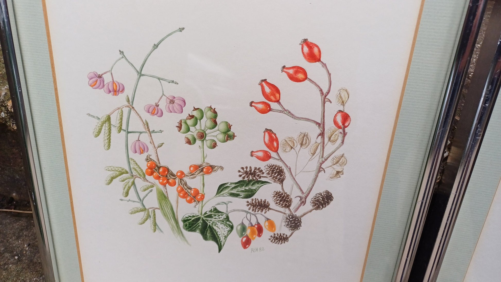 Fauna and Flora Detailed drawings/paintings - pair - exceptional fine line drawings with watercolour finish - 26cm x 33cm each