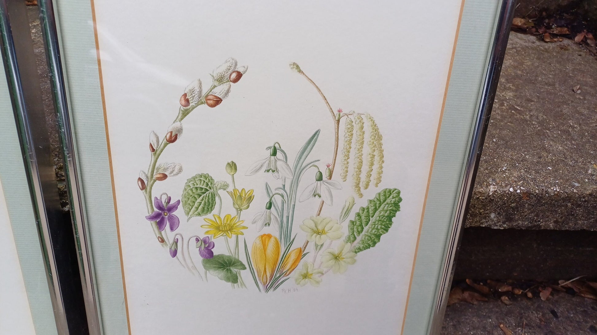 Fauna and Flora Detailed drawings/paintings - pair - exceptional fine line drawings with watercolour finish - 26cm x 33cm each