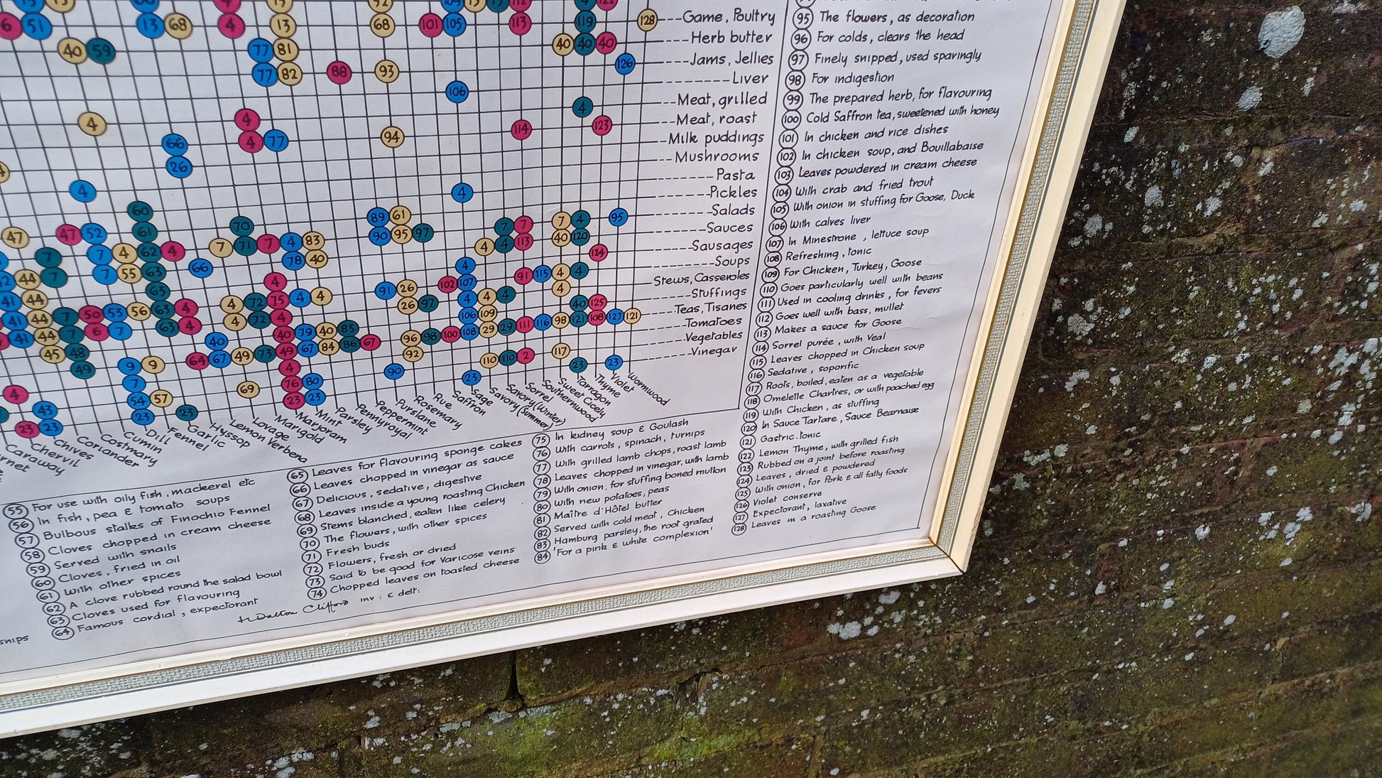 1960s Culinary Herb Chart - outstanding and useful - printed copy by H Dalton Clifford - very large 85.5cm x 62.5cm