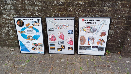 Three framed animal anatomy posters - veterinary posters prints - feline kidney, canine heart, the flea - science posters science prints