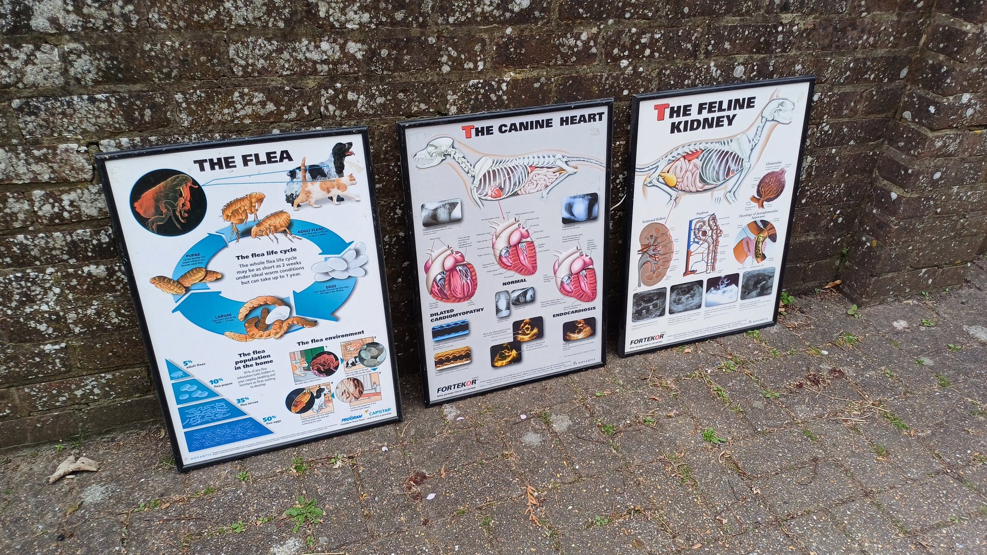 Three framed animal anatomy posters - veterinary posters prints - feline kidney, canine heart, the flea - science posters science prints