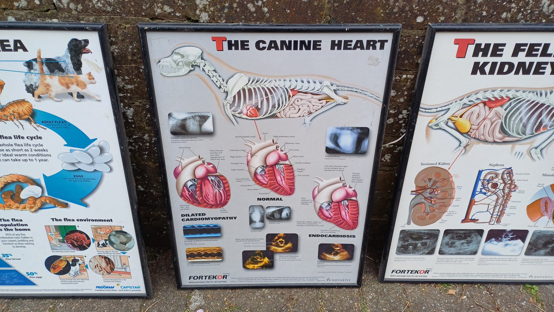 Three framed animal anatomy posters - veterinary posters prints - feline kidney, canine heart, the flea - science posters science prints