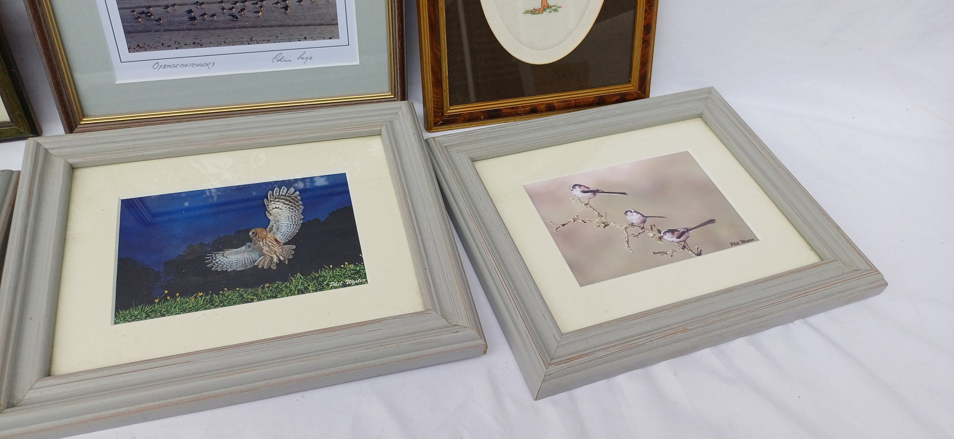 6 Collection of Vintage Pictures Picture Frames Framing Glazed with Frame Photo Artist Upcycling Project. Colin Page Photograph. Birds
