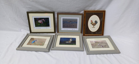 6 Collection of Vintage Pictures Picture Frames Framing Glazed with Frame Photo Artist Upcycling Project. Colin Page Photograph. Birds