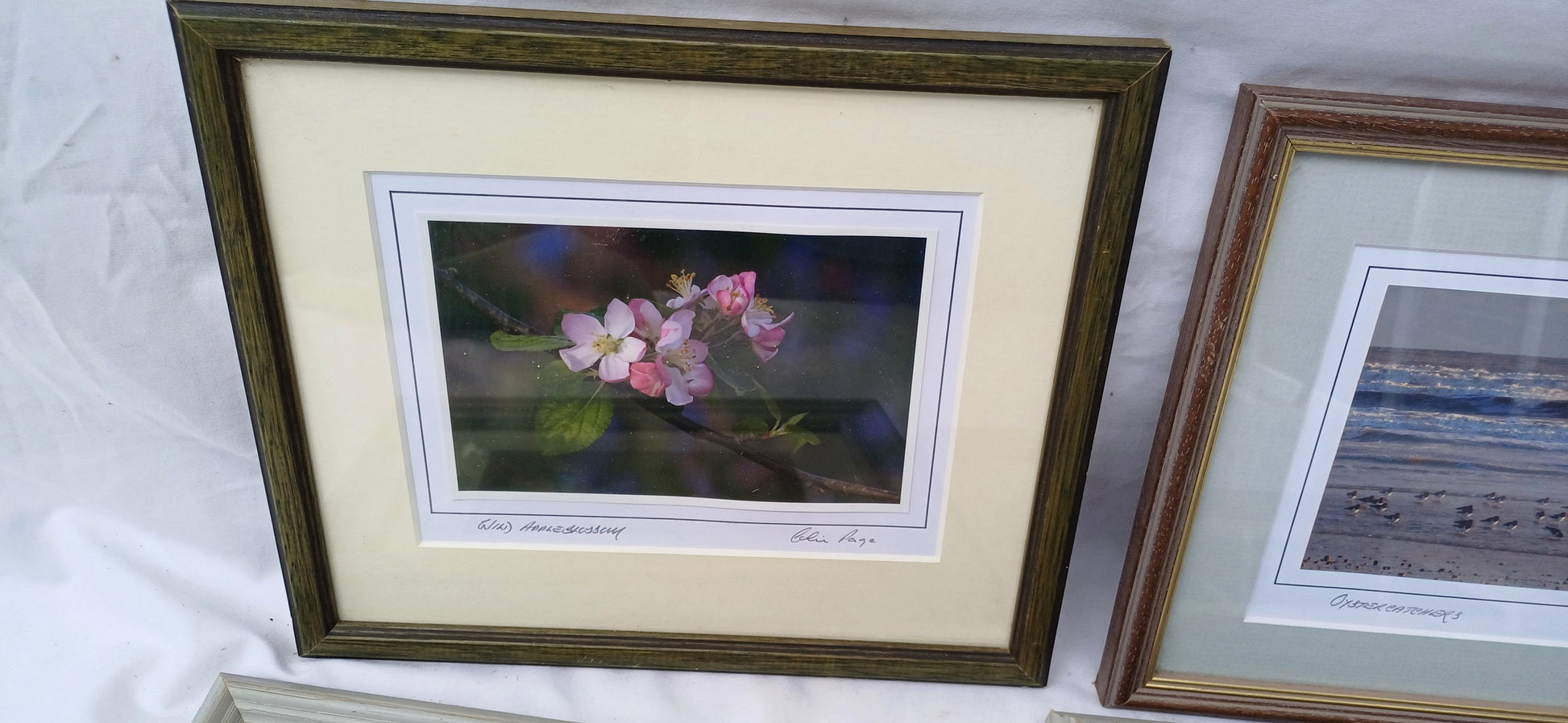 6 Collection of Vintage Pictures Picture Frames Framing Glazed with Frame Photo Artist Upcycling Project. Colin Page Photograph. Birds