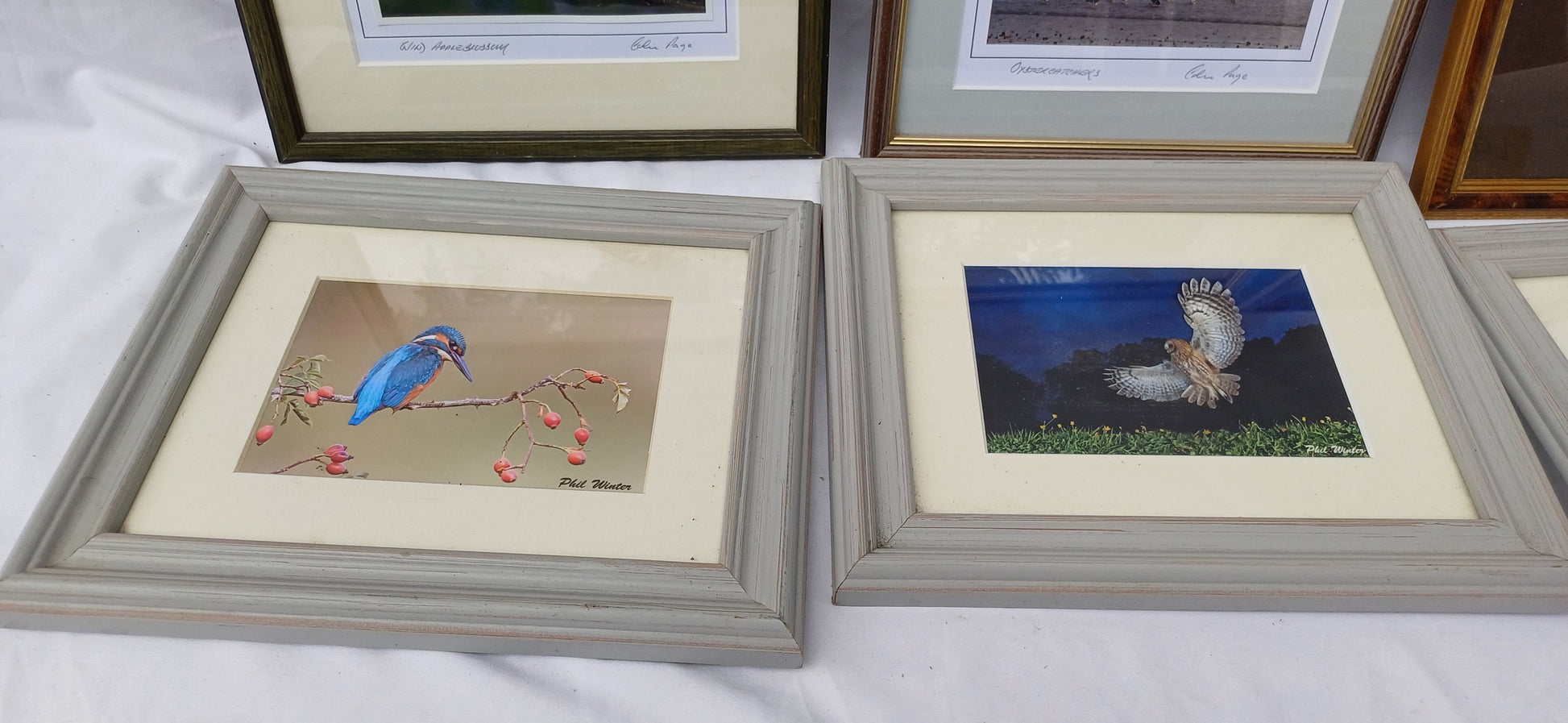 6 Collection of Vintage Pictures Picture Frames Framing Glazed with Frame Photo Artist Upcycling Project. Colin Page Photograph. Birds