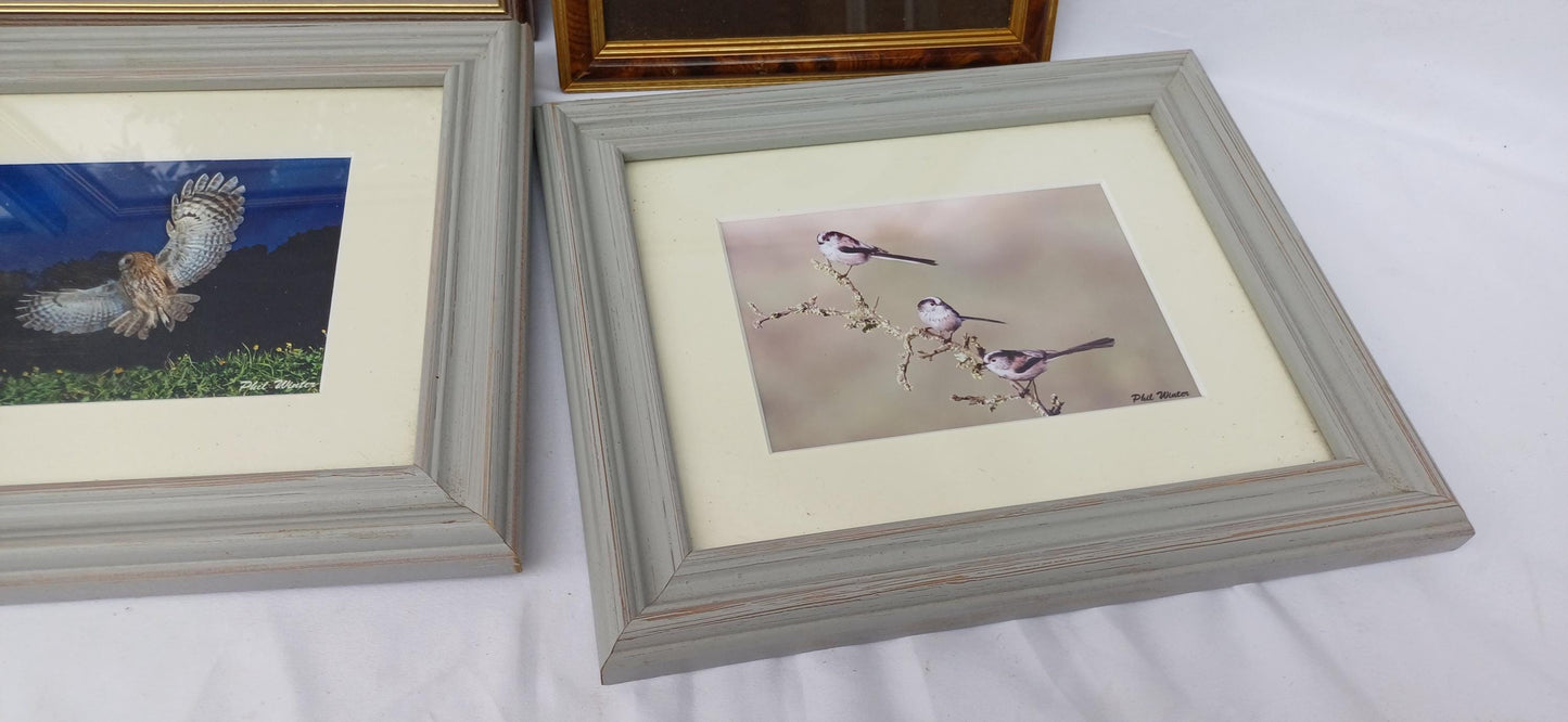 6 Collection of Vintage Pictures Picture Frames Framing Glazed Boarded Backings Frame Photo Artist Upcycling Project. Colin Page. Birds