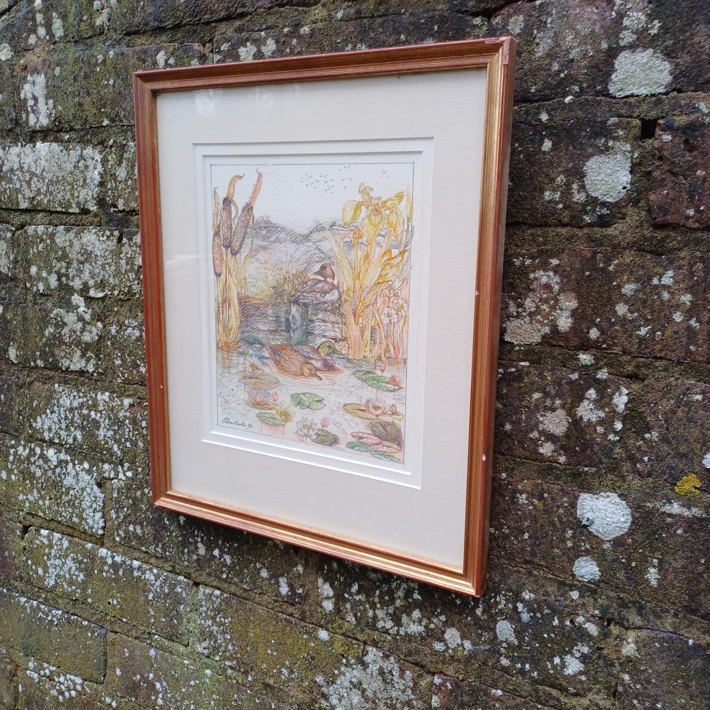 Vintage pencil drawing of Ducks in a Pond, Mallards and one other on a Pond. Countryside pencil sketch. Framed vintage sketch