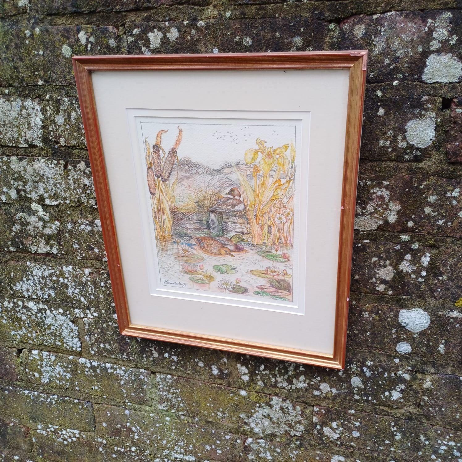 Vintage pencil drawing of Ducks in a Pond, Mallards and one other on a Pond. Countryside pencil sketch. Framed vintage sketch