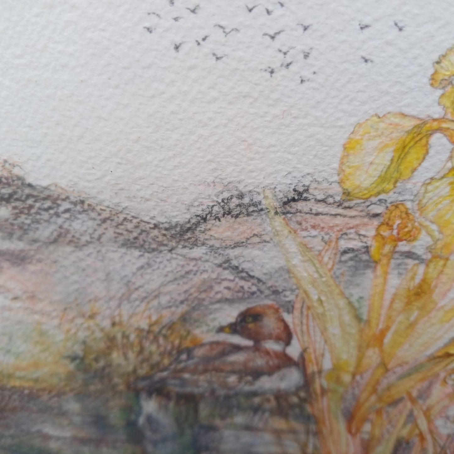 Vintage pencil drawing of Ducks in a Pond, Mallards and one other on a Pond. Countryside pencil sketch. Framed vintage sketch