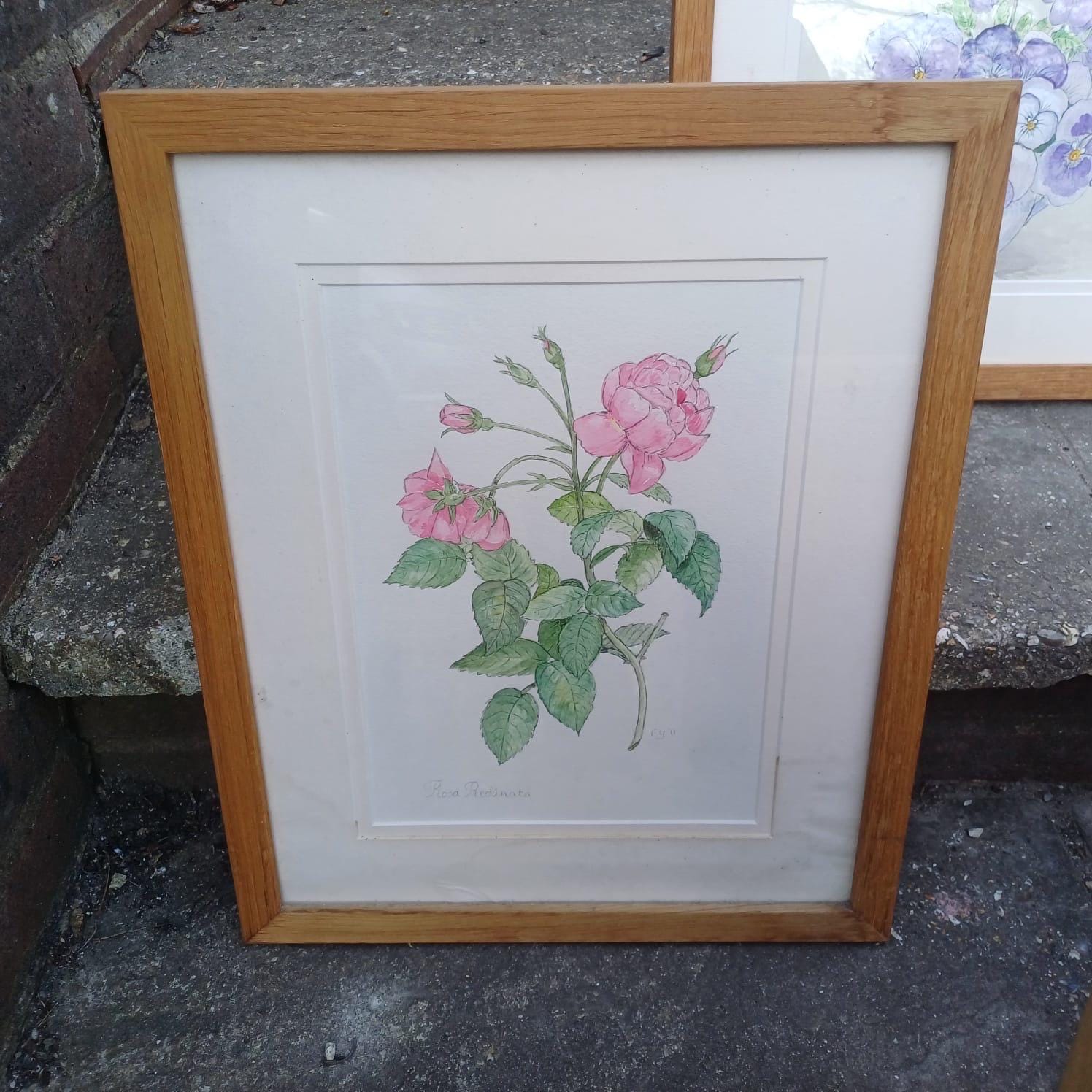 Four Vintage Frames in a light coloured wood with water colour paintings by Felicity Youlten