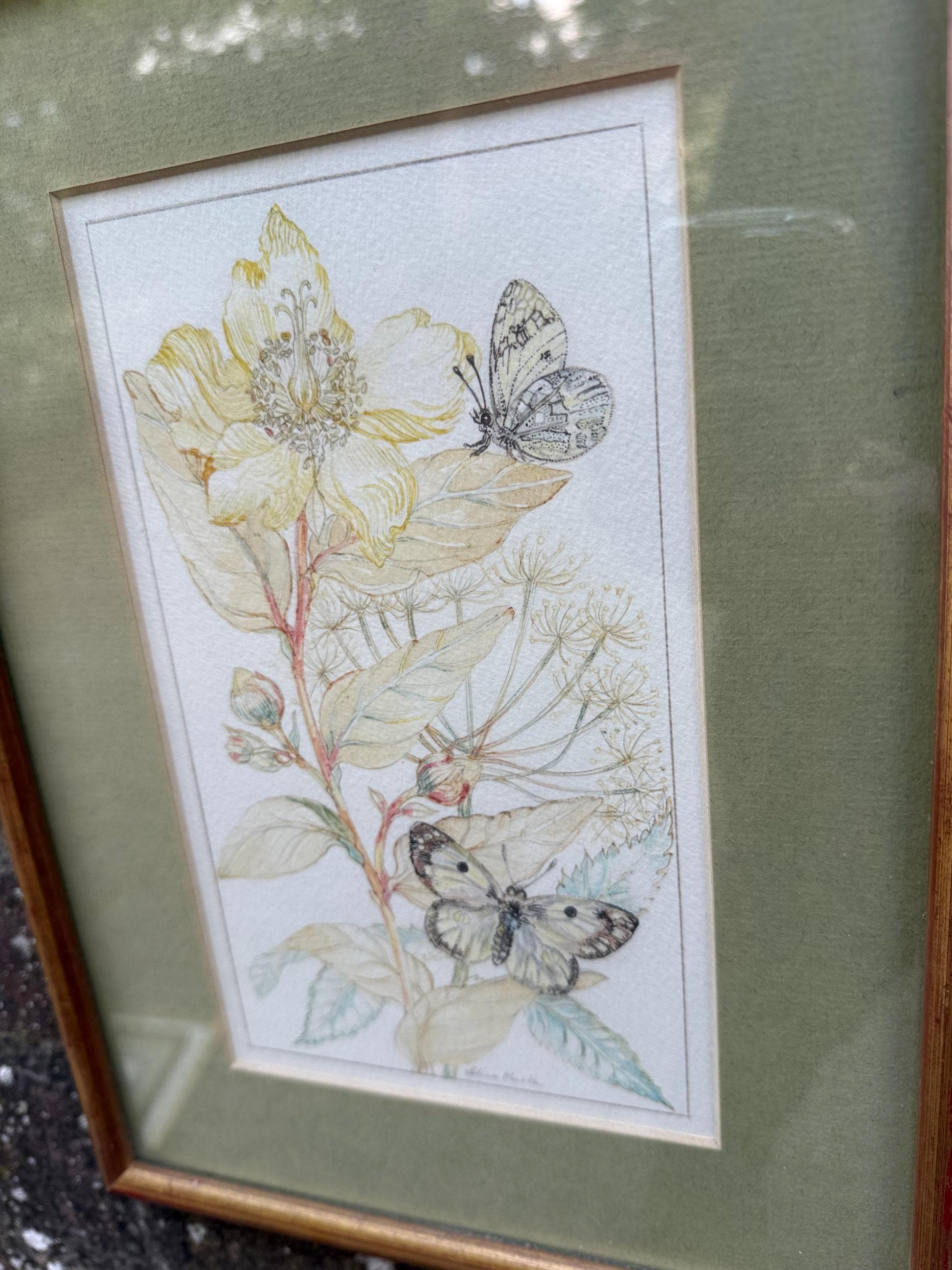 Vintage Botanical Watercolour, Rose of Sharon, by Selina Martin – Framed Floral and Butterfly Illustration, Nature-Inspired Wall Art