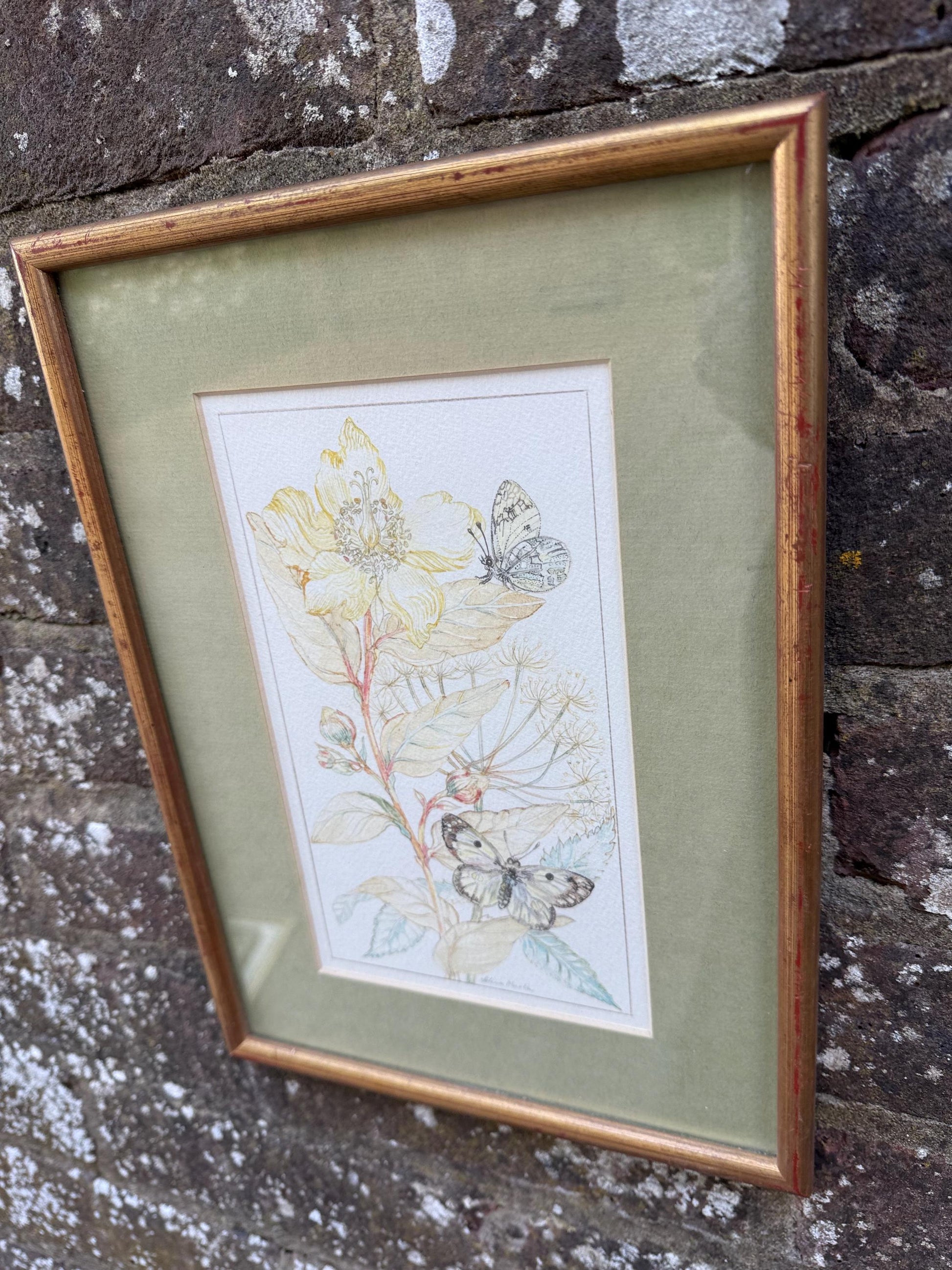 Vintage Botanical Watercolour, Rose of Sharon, by Selina Martin – Framed Floral and Butterfly Illustration, Nature-Inspired Wall Art