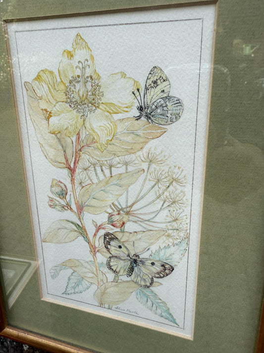 Vintage Botanical Watercolour, Rose of Sharon, by Selina Martin – Framed Floral and Butterfly Illustration, Nature-Inspired Wall Art