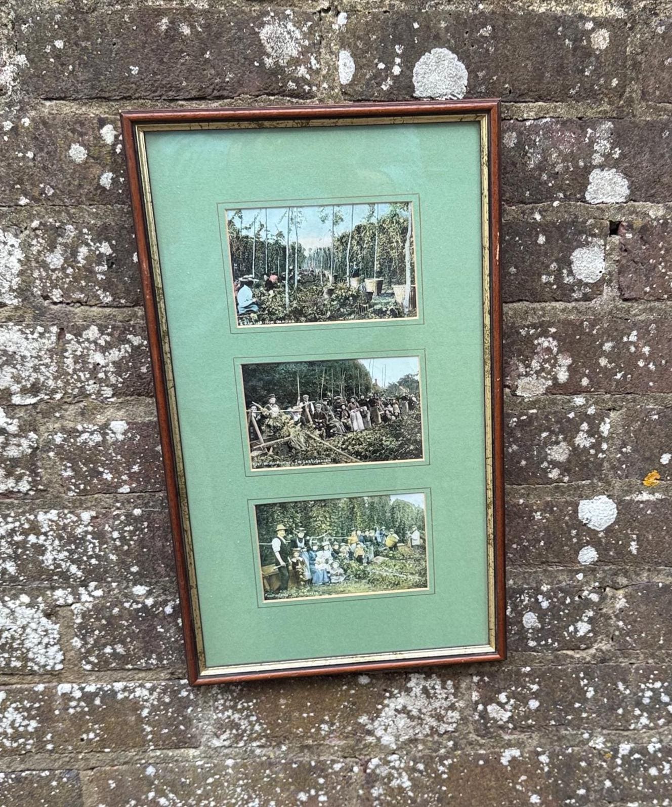 1900s hand tinted postcards with original stamps; antique postcards and stamps; hop picking memorabilia