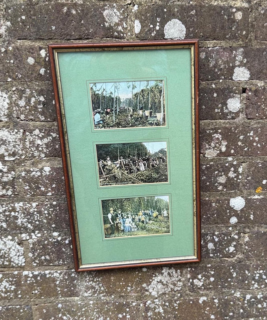 1900s hand tinted postcards with original stamps; antique postcards and stamps; hop picking memorabilia
